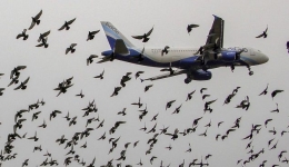 برخورد پرندگان با هواپيما