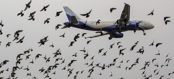 برخورد پرندگان با هواپيما