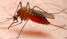 MALARIA-مالاریا