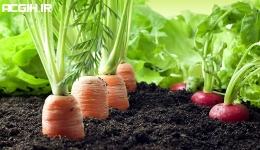 سلامت و ایمنی محصولات کشاورزی ارگانیک