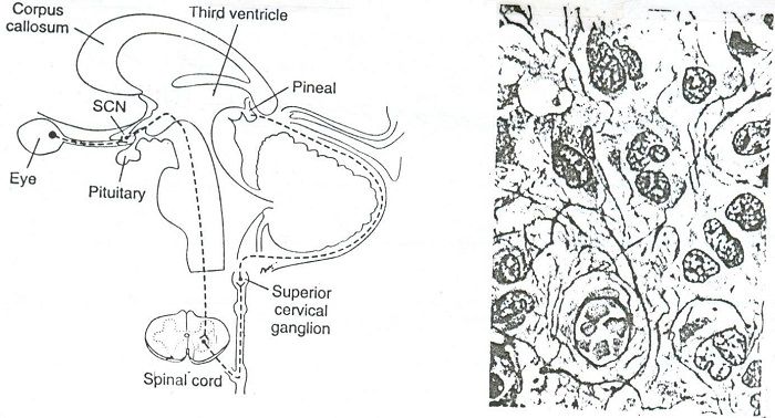 عکس چپ: مقطع ساژینال تنه مغزی انسان، راست: بافت شناسی پینه آل