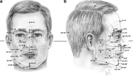 کاربرد نرم افزار آنالیز تصویر Digimizer در آنتروپومتری سر و صورت
