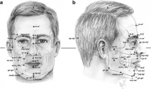کاربرد نرم افزار آنالیز تصویر Digimizer در آنتروپومتری سر و صورت