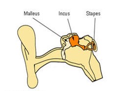 Ossicles