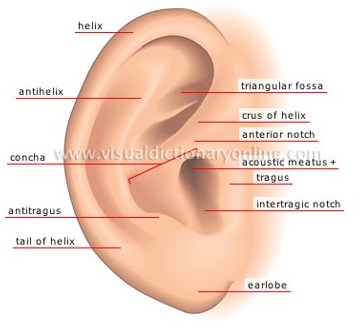 ساختار گوش خارجی
