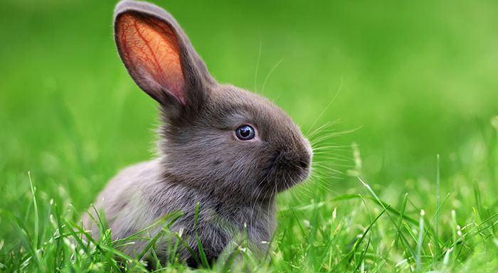 اثر صدا بر تغییرات شنوایی خرگوش با بهره گیری از گسیل های صوتی اعوجاجی گوش