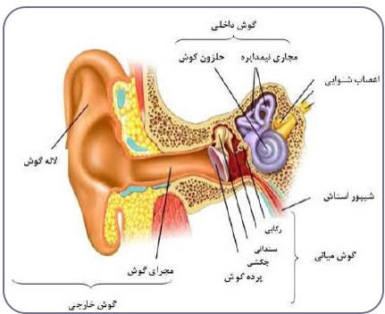 نمای بخش های سه گانه گوش انسان