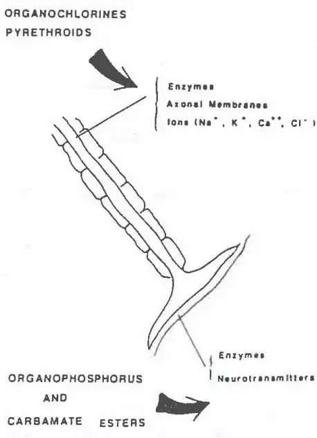 مسمومیت با حشره کش ها (تشخیص، درمان) 2 جایگاه های بالقوه عمل کلاس های مختلف حشره کش ها